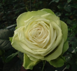 Грин Романтика (Green Romantica)