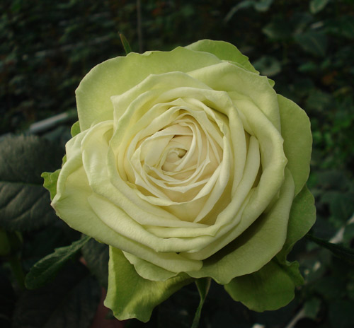 Грин Романтика (Green Romantica)