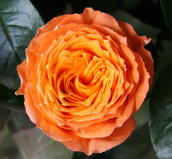 Орандж Романтика (Orange Romantica)