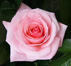 Пинк О'Хара (Pink O'Hara)