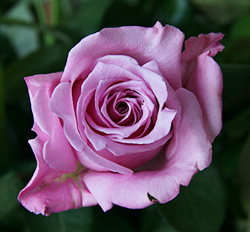 Риал Роуз (The Real Rose)