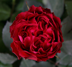 Руж Роял (Rouge Royal)