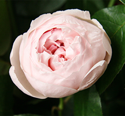 Пиони Пинк (Peony Pink)