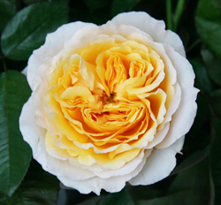 Беатрис Дэвид Остин (Beatrice David Austin Roses)