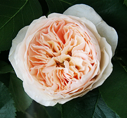 Джульет Дэвид Остин (Juliet David Austin Roses)