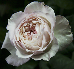 Кейра Дэвид Остин (Keira David Austin Roses)