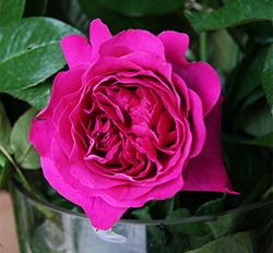 Кейт Дэвид Остин (Kate David Austin Roses)