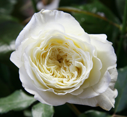 Пейшэнс Дэвид Остин (Patience David Austin Roses)