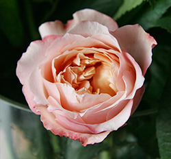 Эдит Дэвид Остин (Edith David Austin Roses)