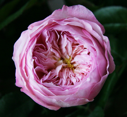 Констанс Дэвид Остин (Constance David Austin Roses)