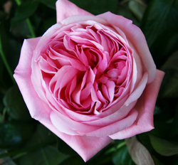 Афродит (Aphrodite)
